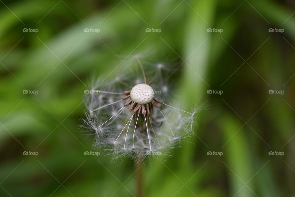 Dandelion seed head with grass in the background 