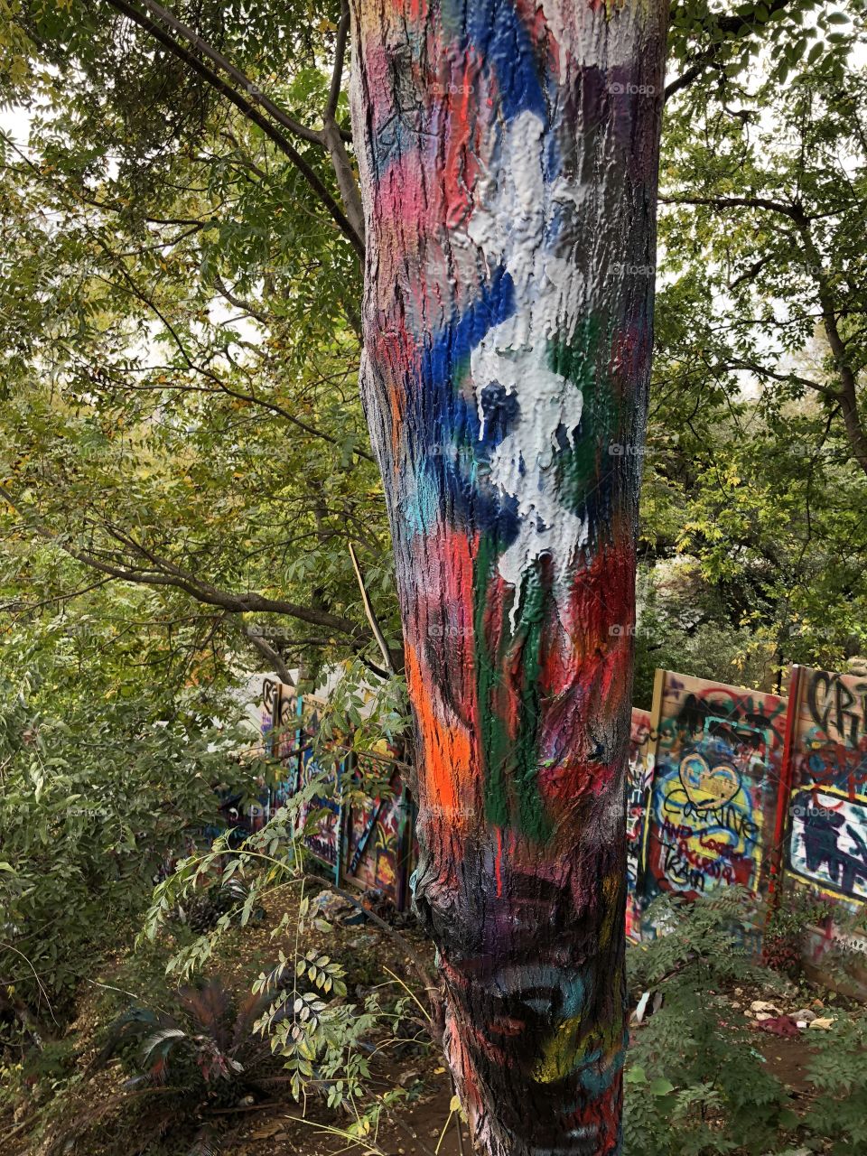 Who graffitis a tree?? 