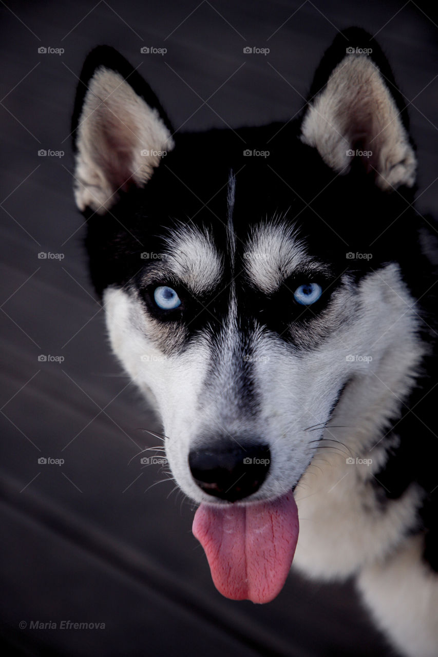 Собака с глазами синего цвета