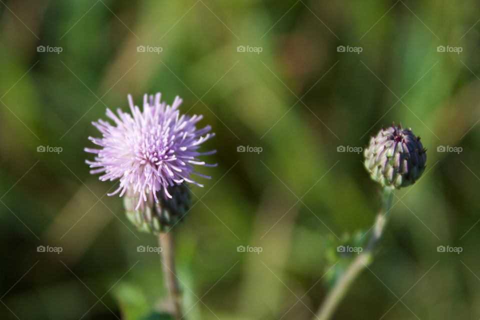 Bull Thistle blossom and bud