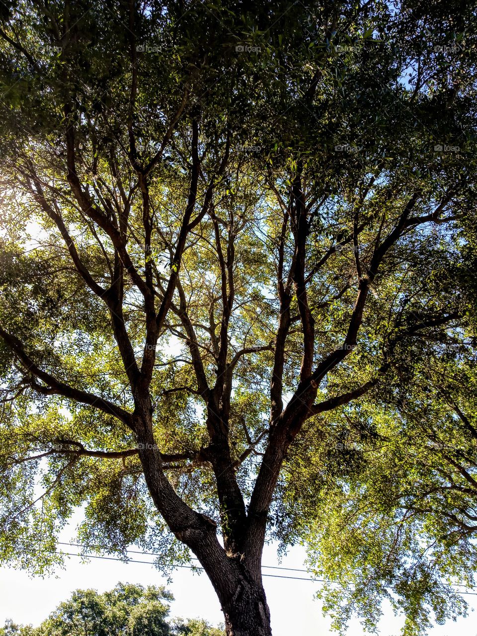 Tree Vibrance