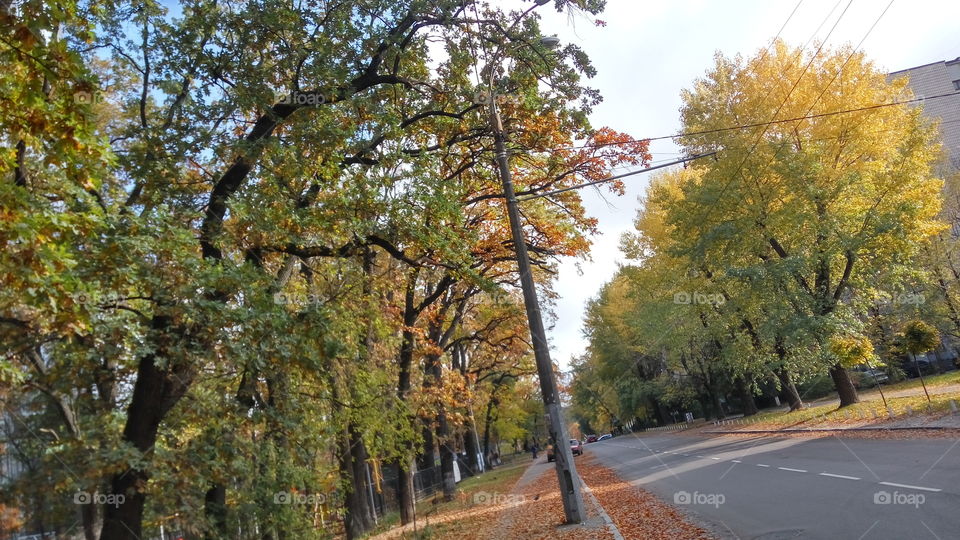 #fall road