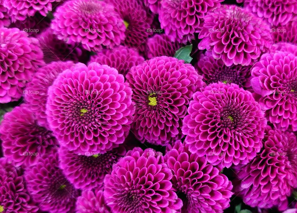Chrysanthemum💗 Flowers make the day brighter💗