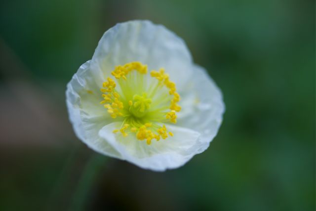 Macro of a Poppy 