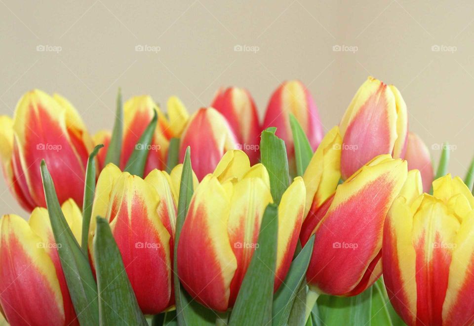 Bunch of red and yellow tulips. bright background