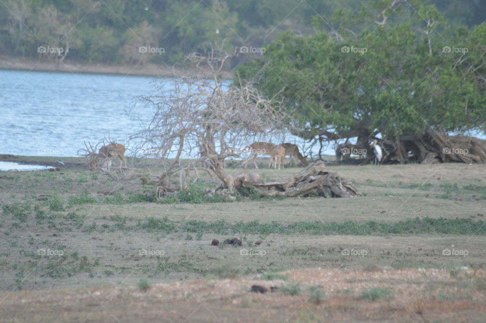 Yala national park 