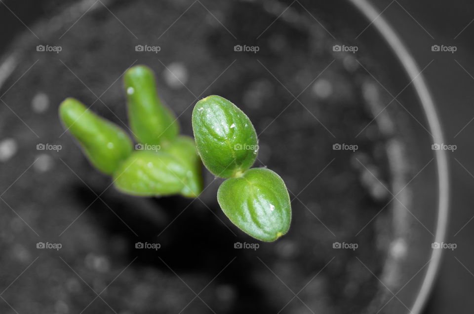 Macro shot of a plant