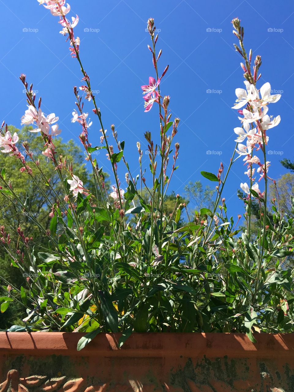 Pink flowers in pot against beautiful blue sky.