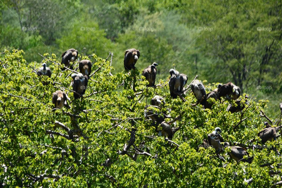 Vultures in trees tops, lunch is served in 30 mins, as the trees get busy and sky fills with vultures at the safari lodge in Victoria falls Zimbabwe