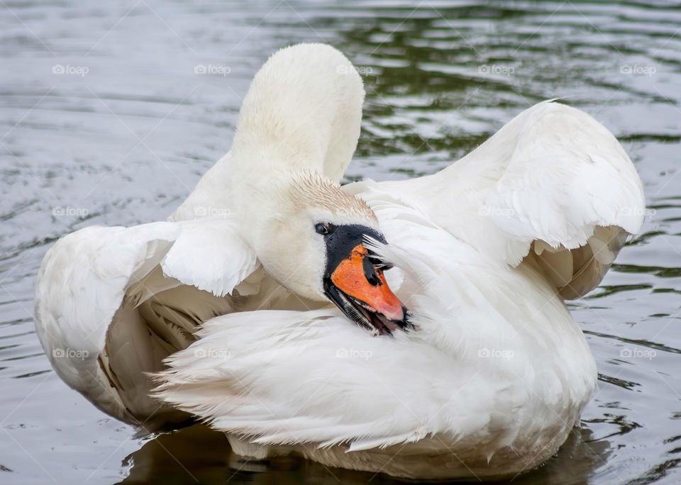 White swan cleans its feathers