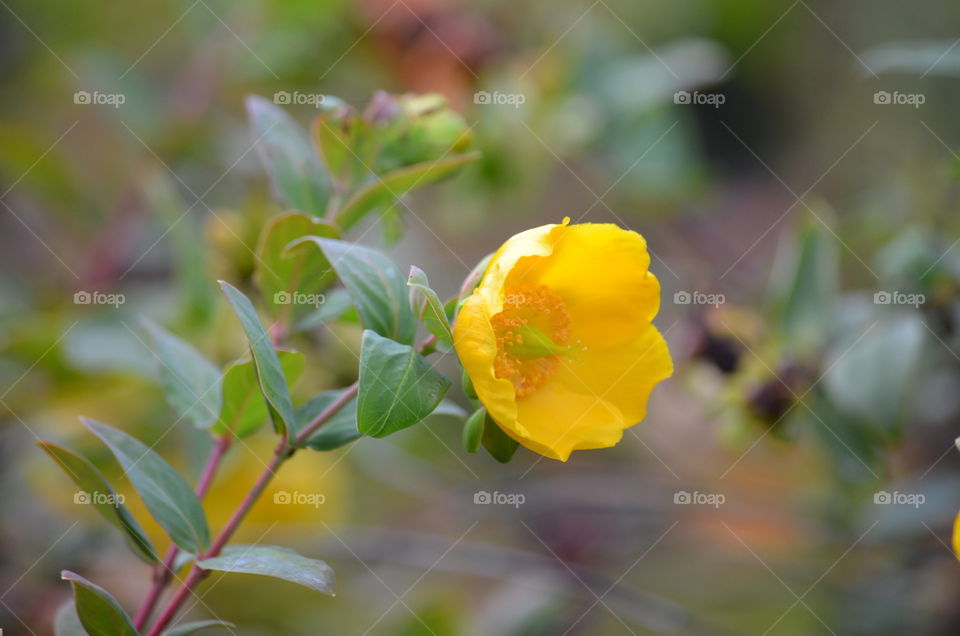 Yellow Flower