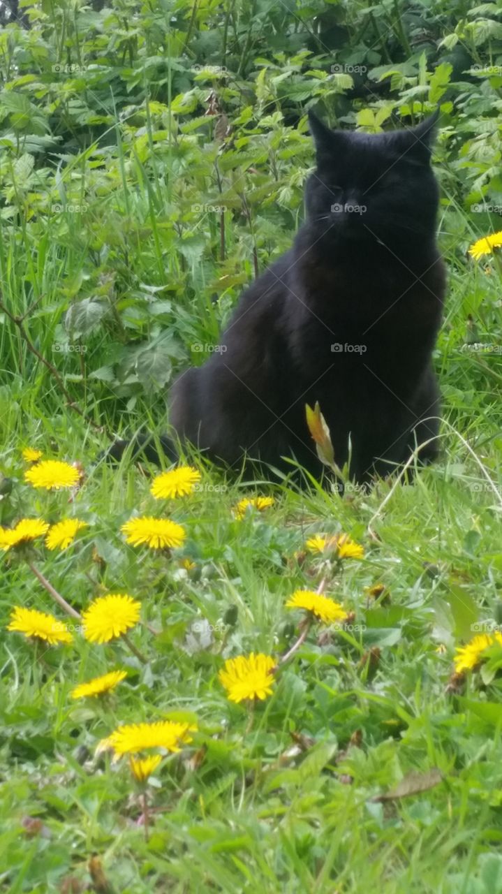 black cat yellow flowers