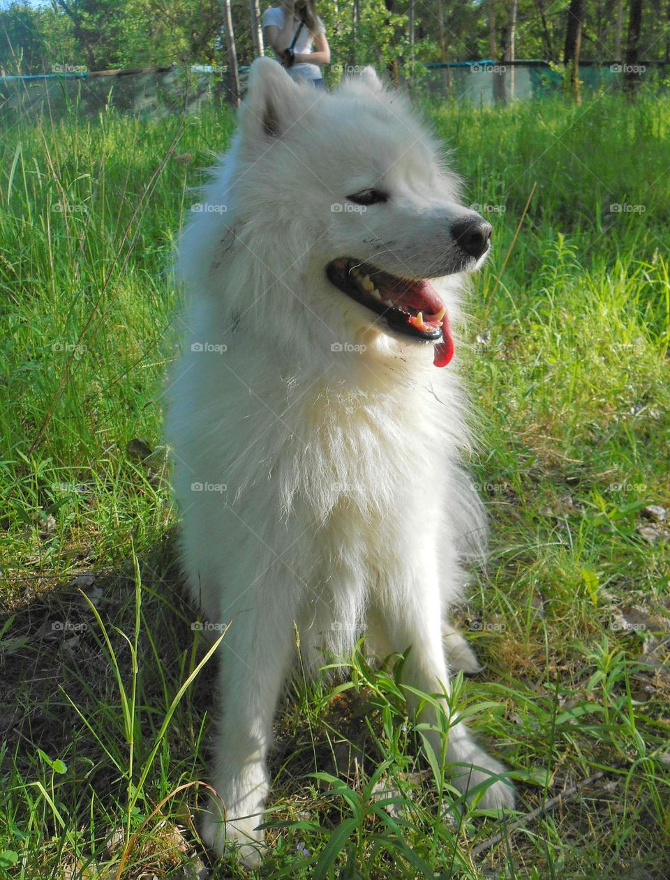 happy white dog smiling