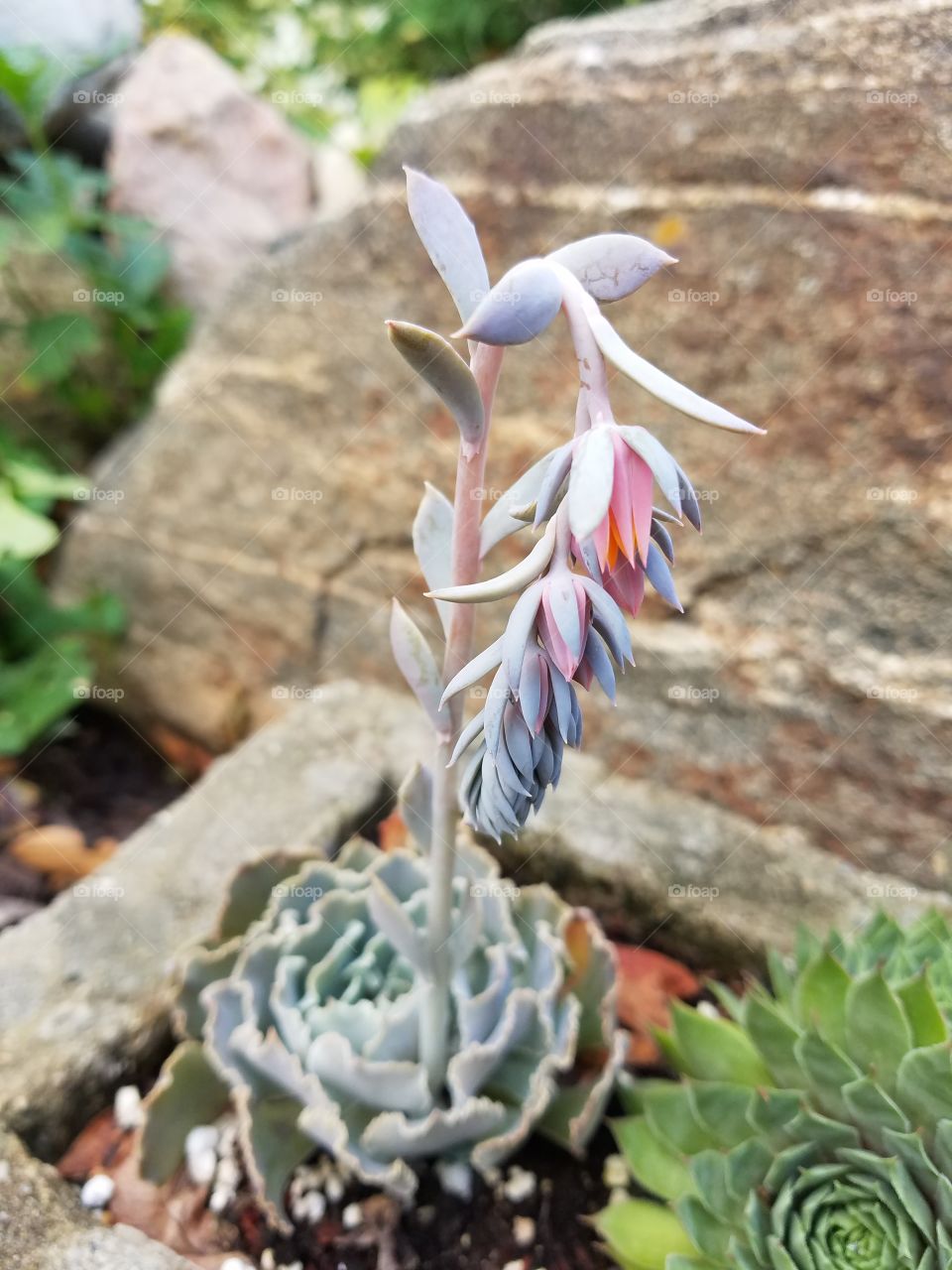 Flowering Succulent