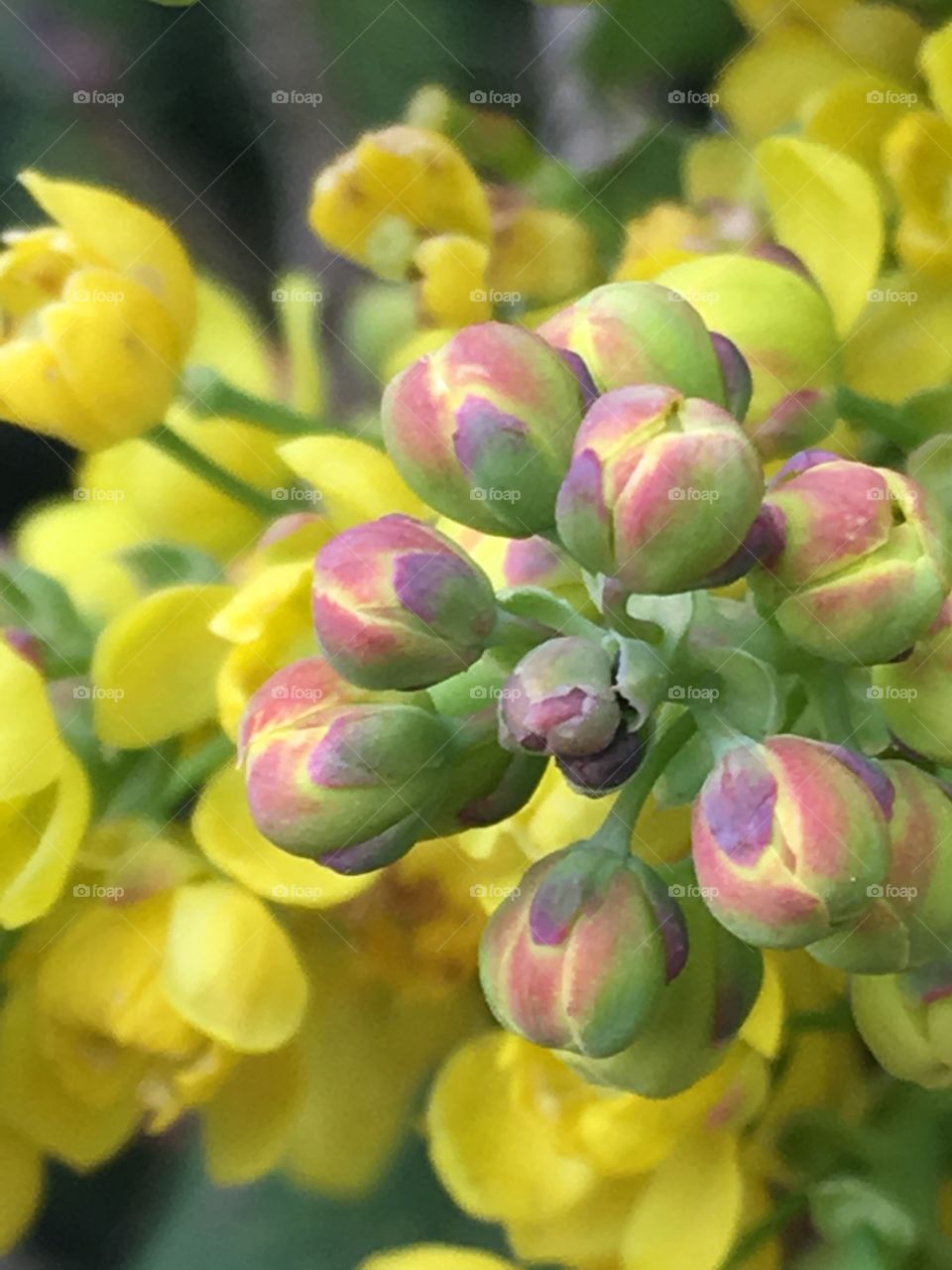  yellow flowers