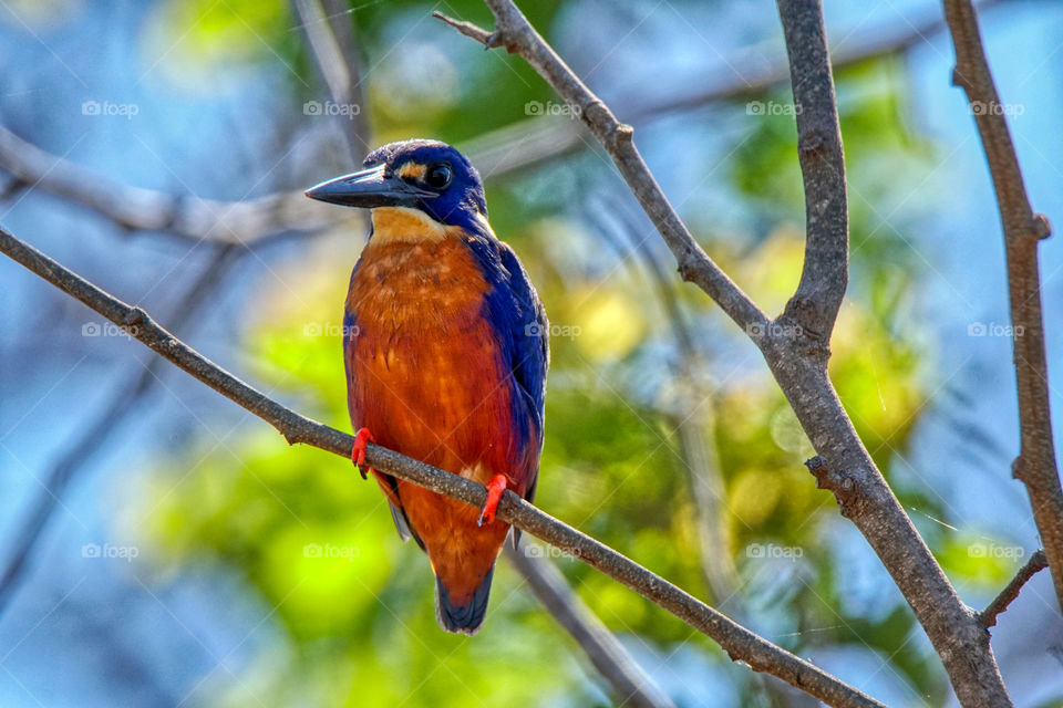 Azure Kingfisher