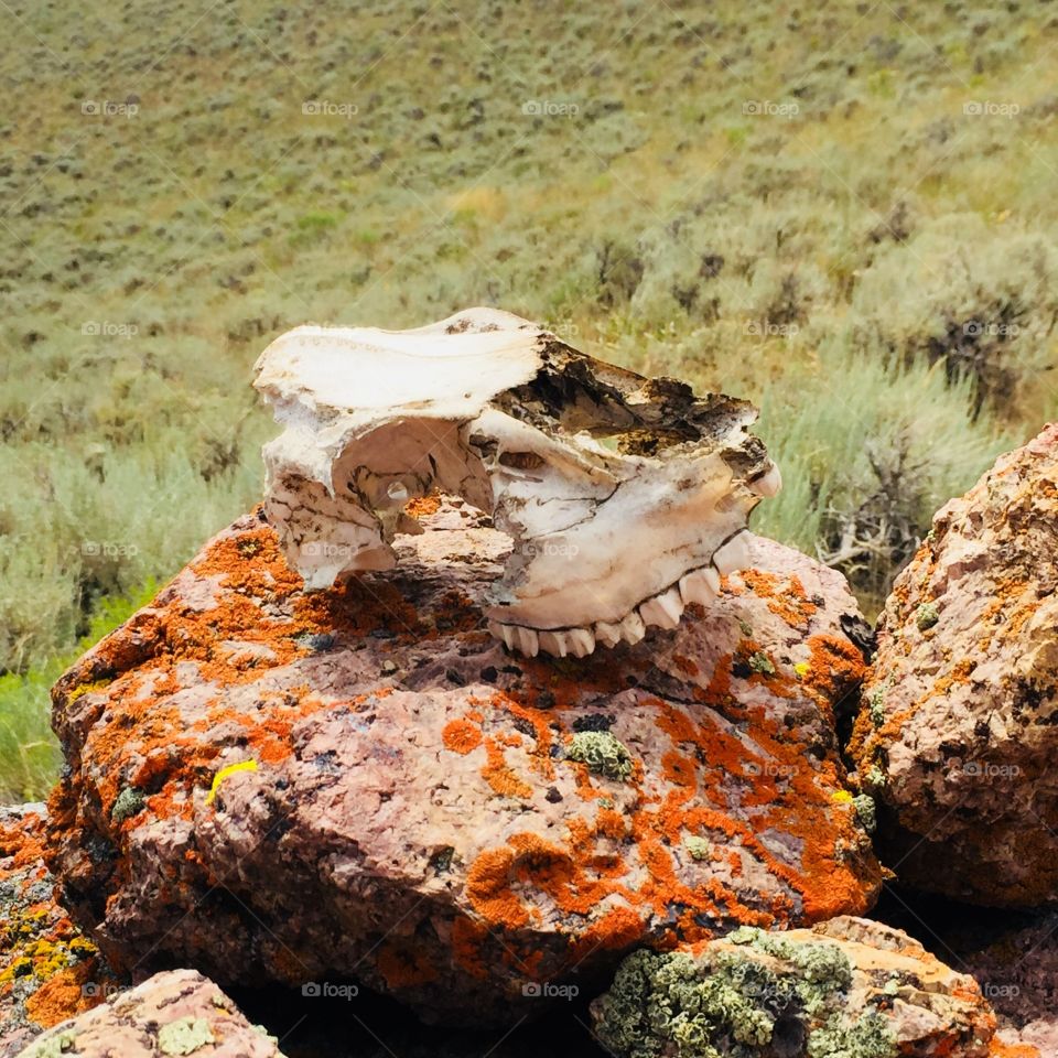 Skull 