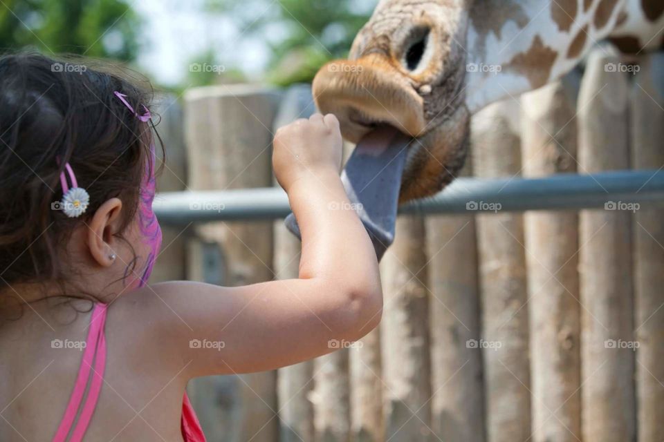 Little Girl Feeding Giraffe