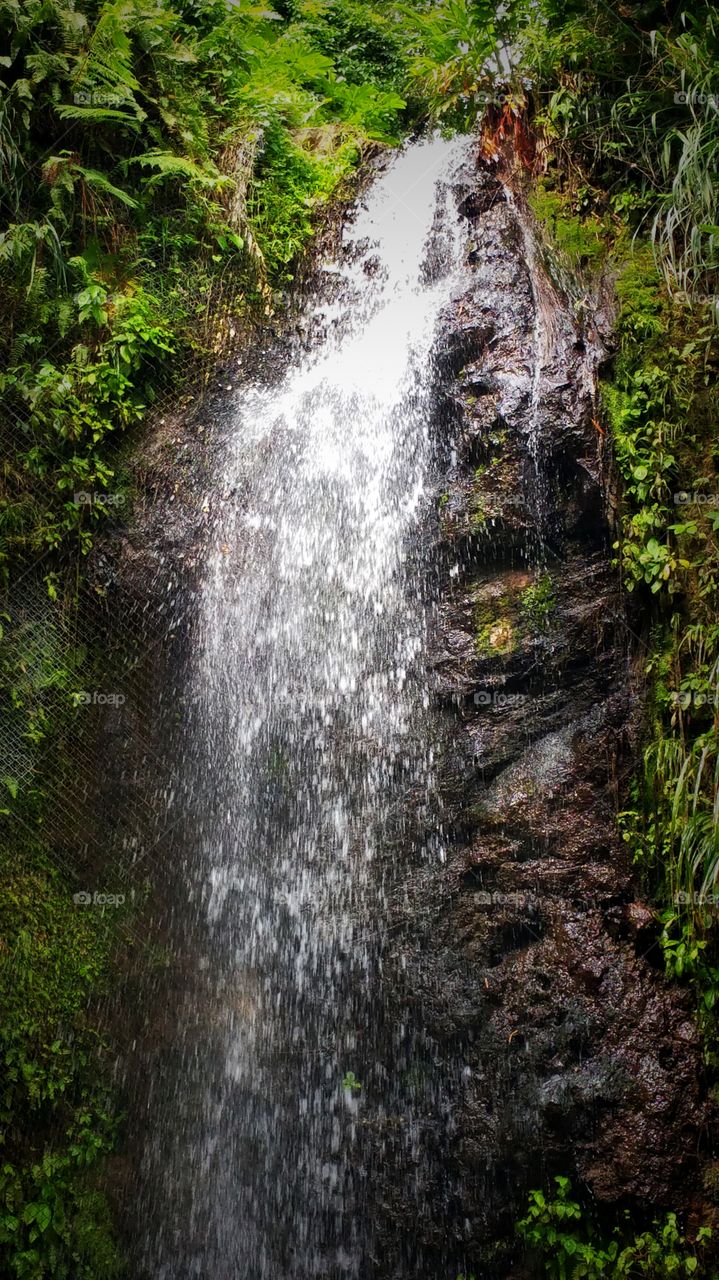 Diamond botanical garden, St Lucia