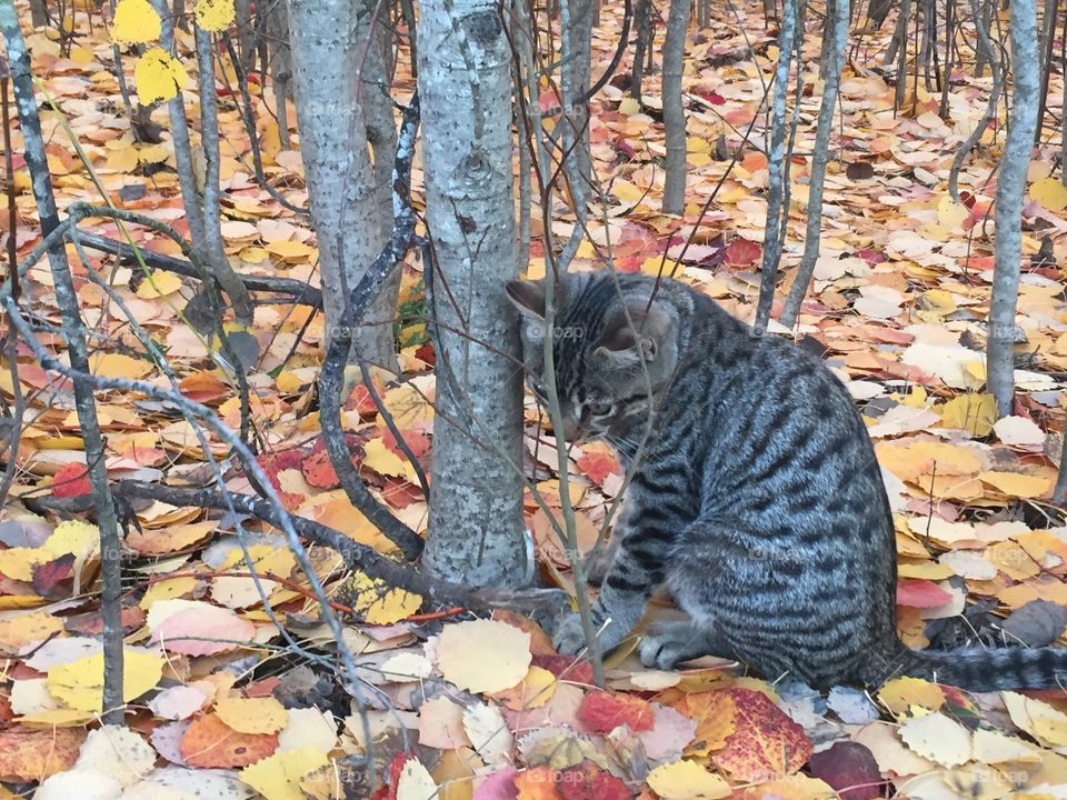 Fall time kitty
