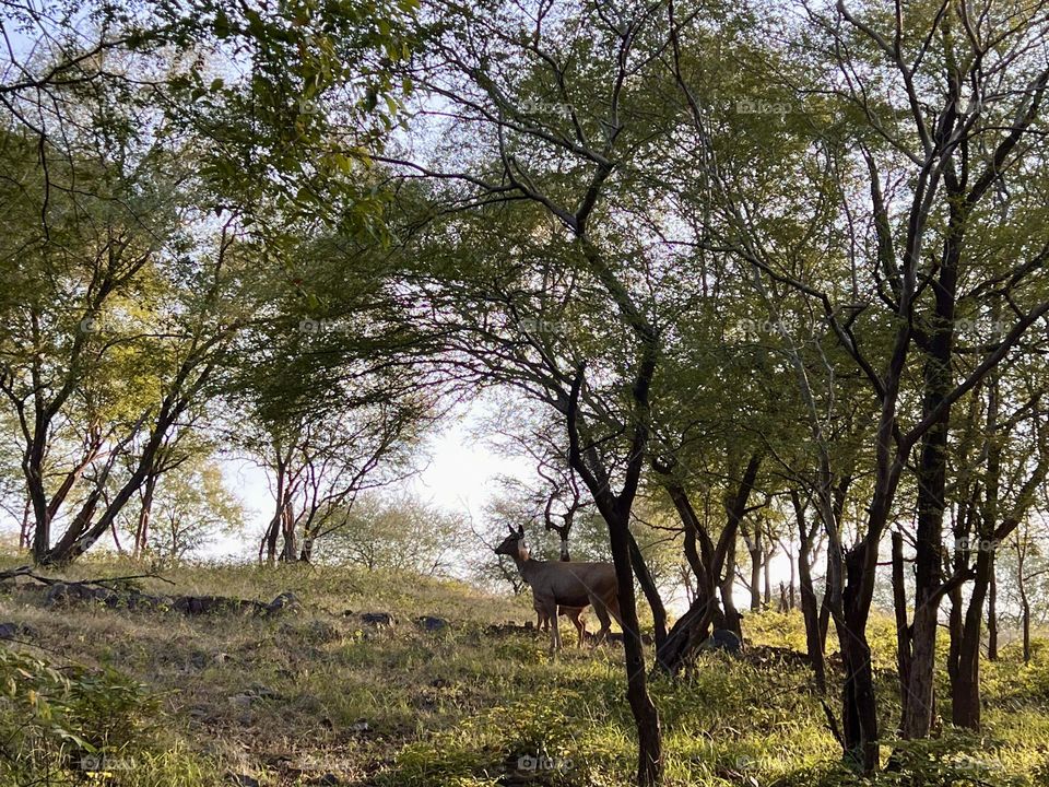 Deer In A Forest 