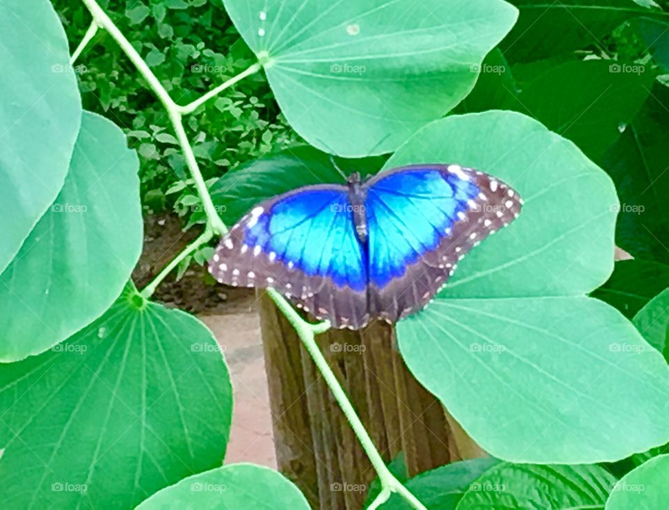 Blue beauty