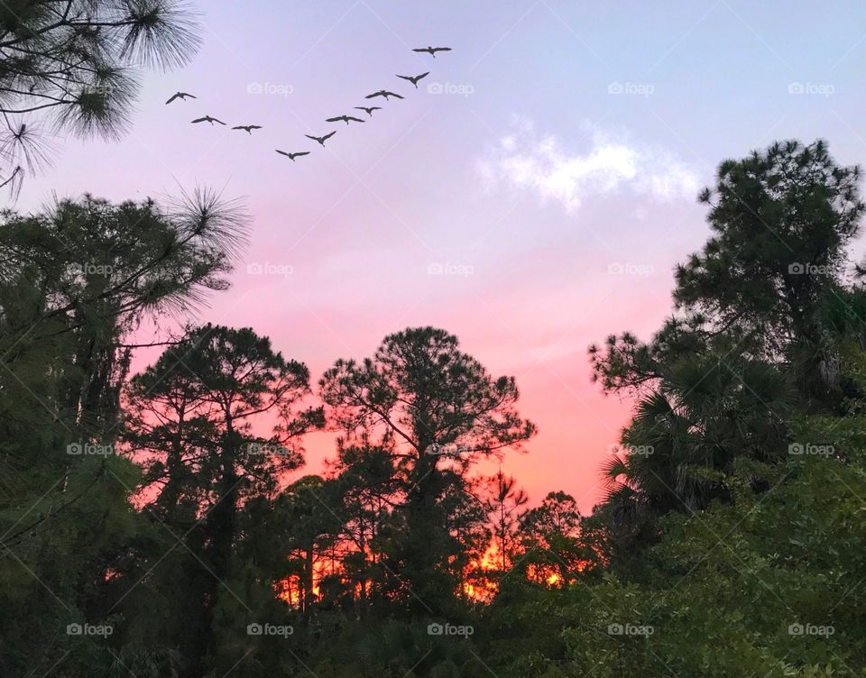 Birds in the multicolored sky going home to roost at sunset.