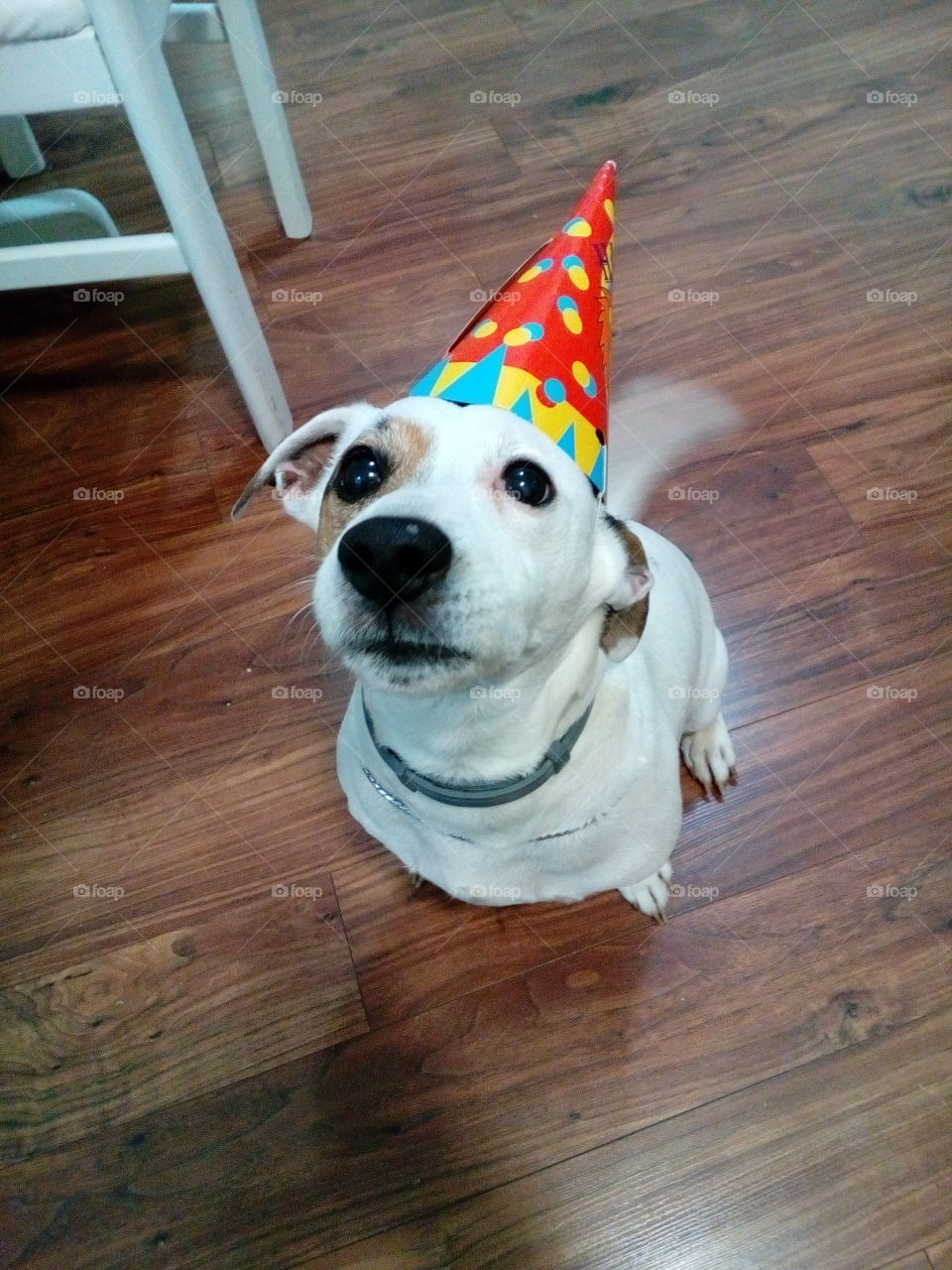 Party dog.