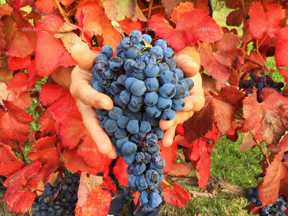 Close-up of hand holding grapes