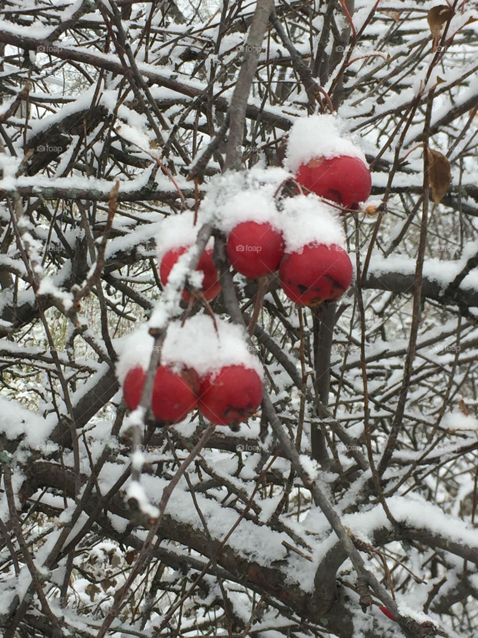 Crabapples that haven’t fallen from the tree in the snow ad  a beautiful pop of red .
