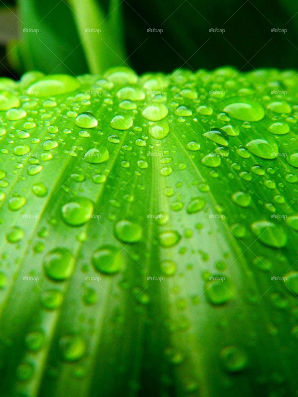 Droplets on a ti leaf plant