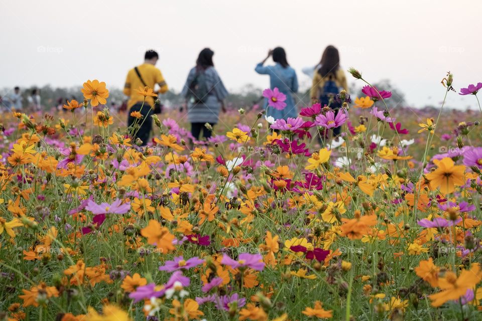 Chaing Rai/Thailand-Febuary 16 2019:Colorful flowers field at Singha Park