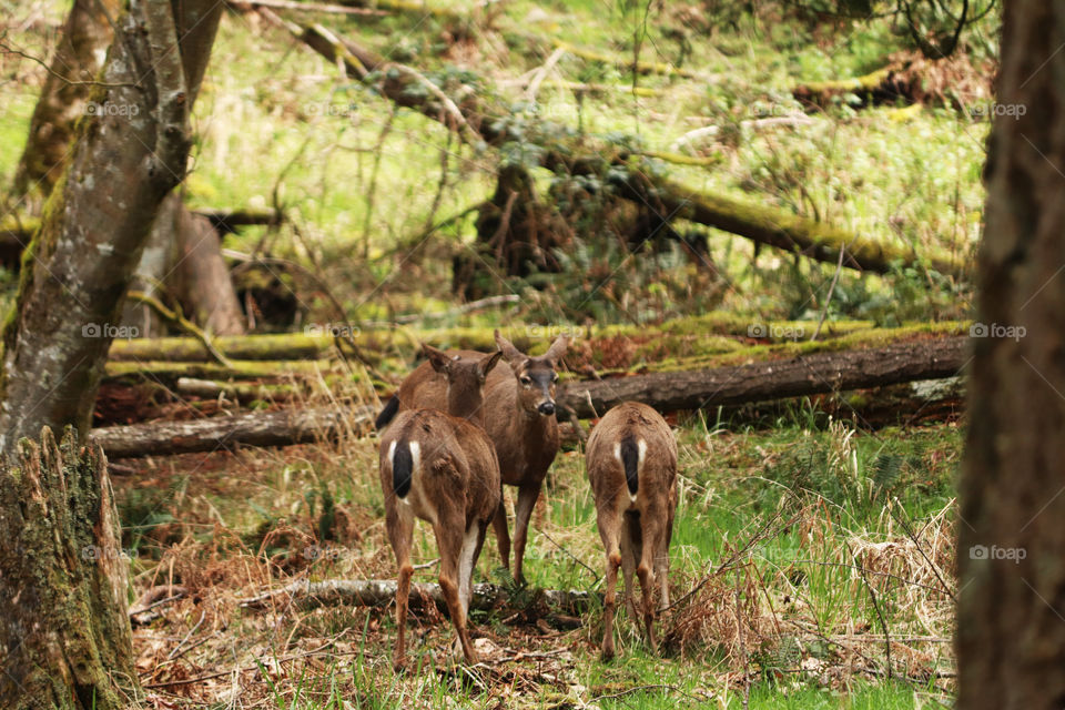 Three deer standing and watching