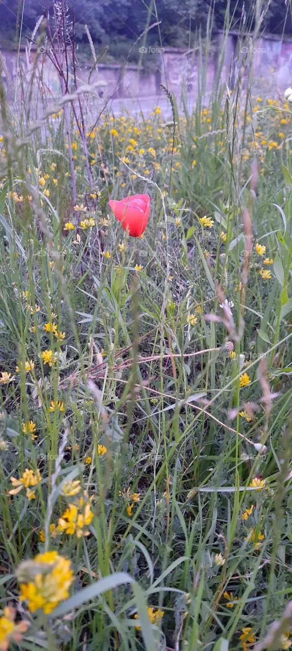 poppy flower