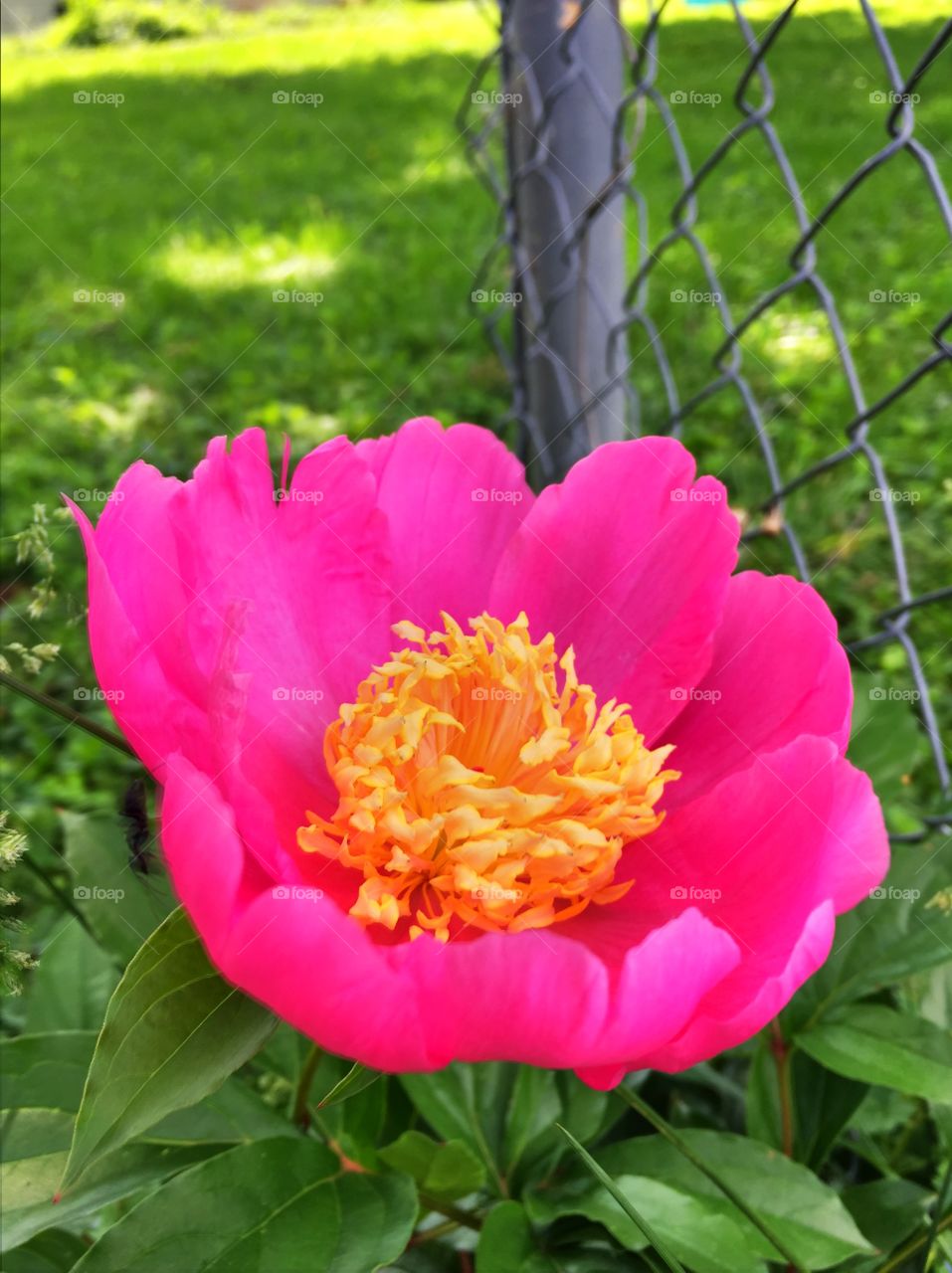 Peony 