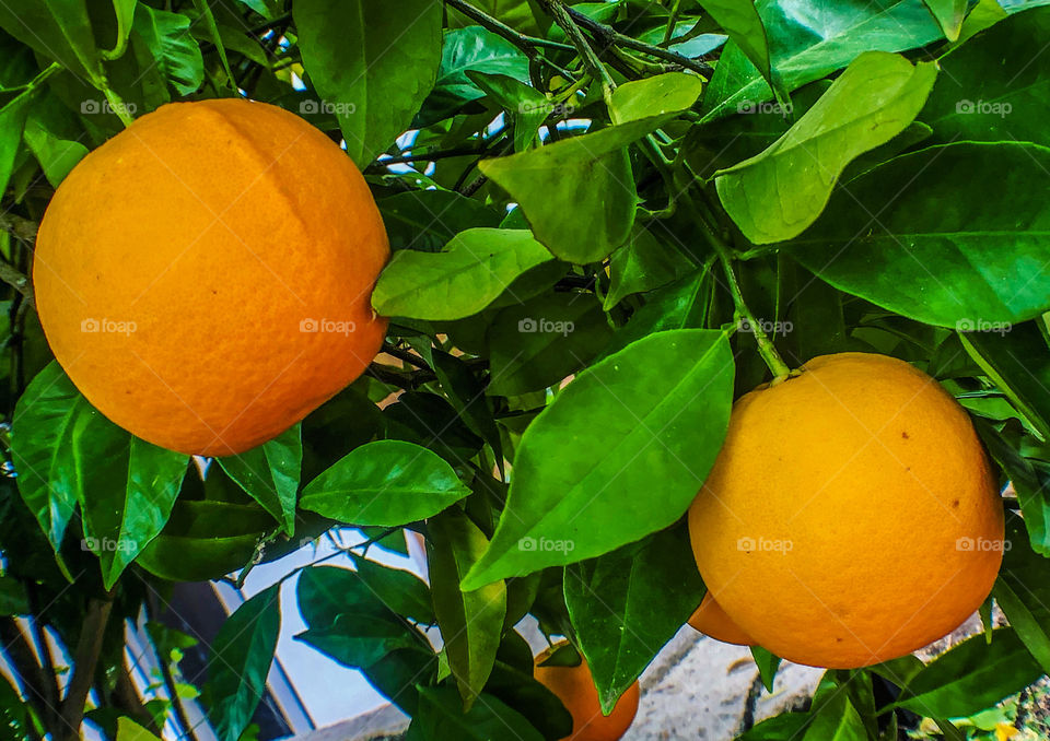 Oranges ripe on the tree