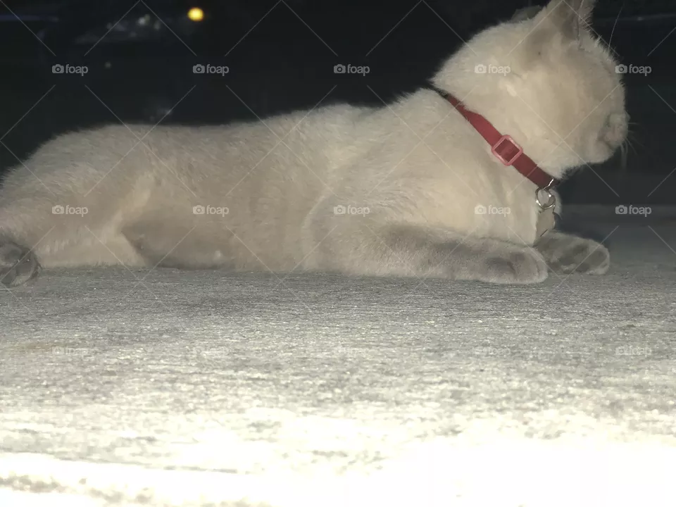 Fat Cat