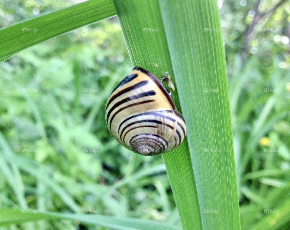 Snail on a blade of grass