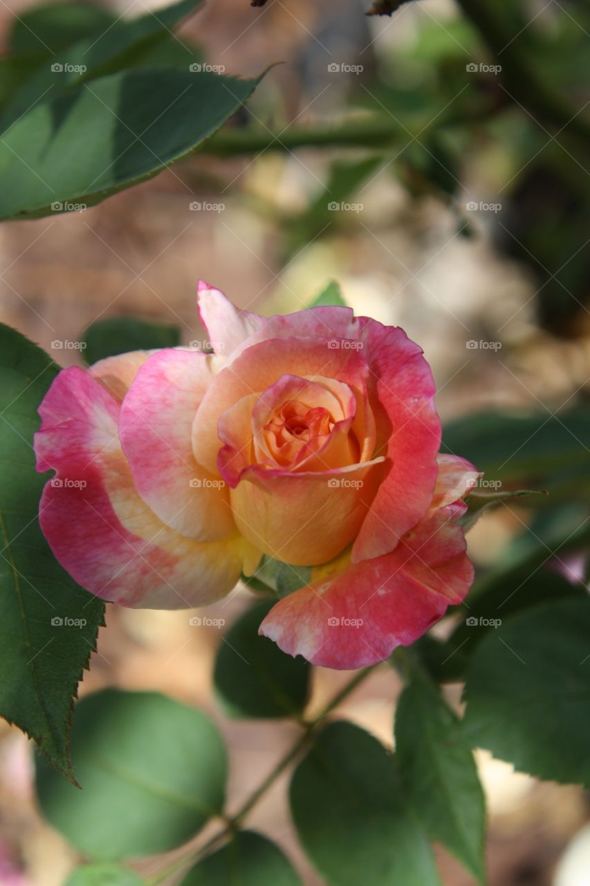 Closeup of hybrid tea rose.  This rose has yellow petals and soft pink color towards the edges.  Also referred to as Summer Nights