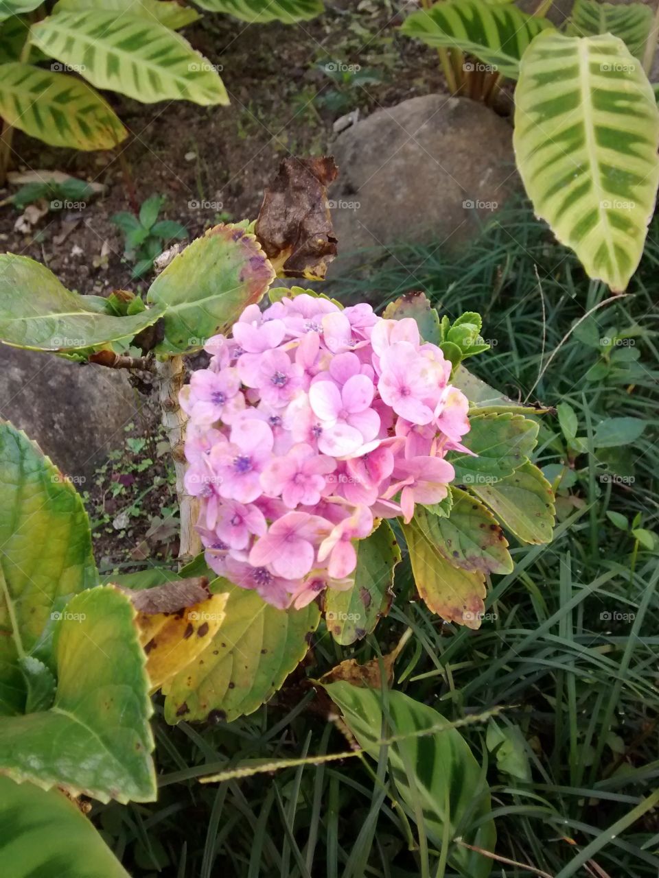 Perfect Flower