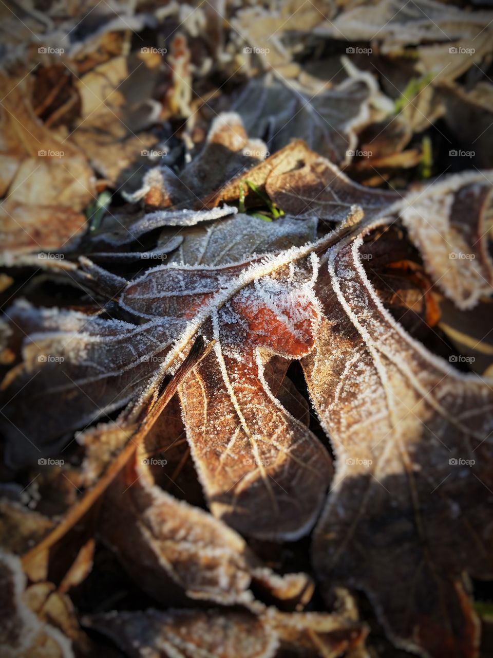 Fall Frost