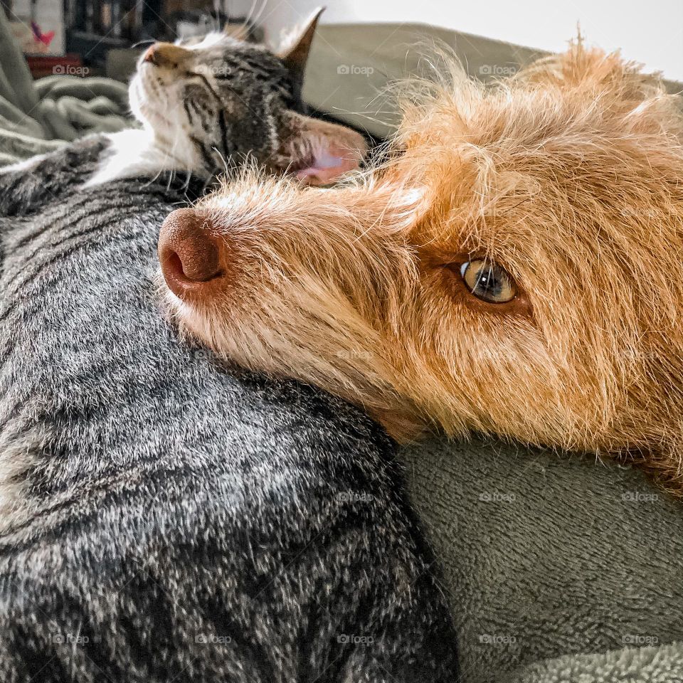 Cat and dog relaxing together 