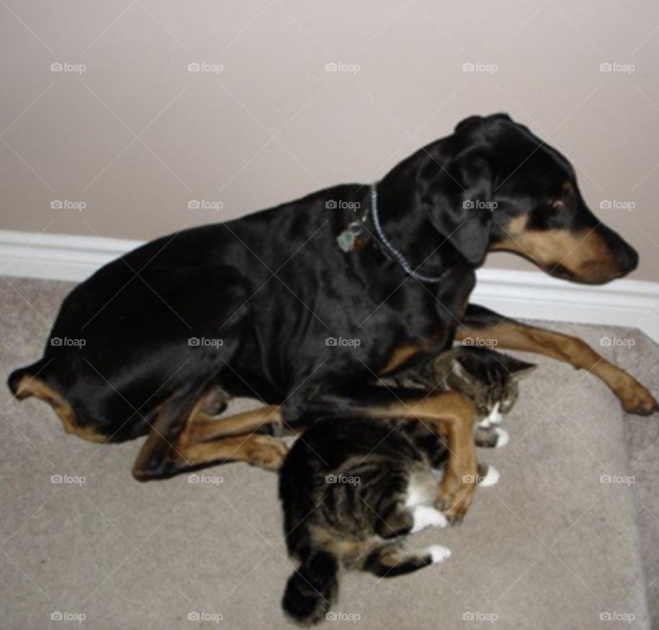 “You Are Safe With Me Miss Kitty!”