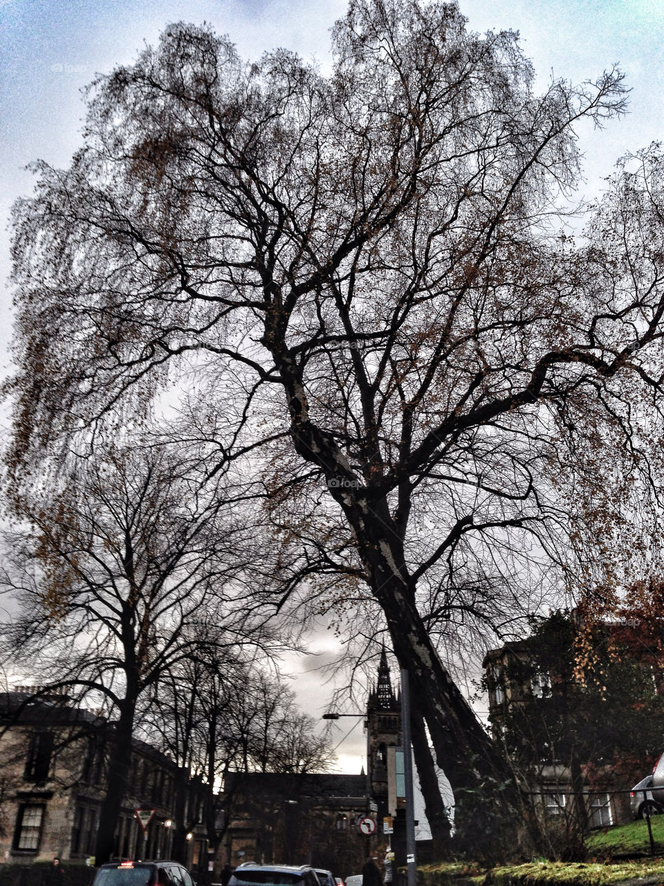 wood tree leaves leaf by robinseet