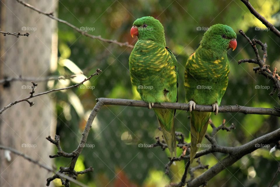 parrots. 