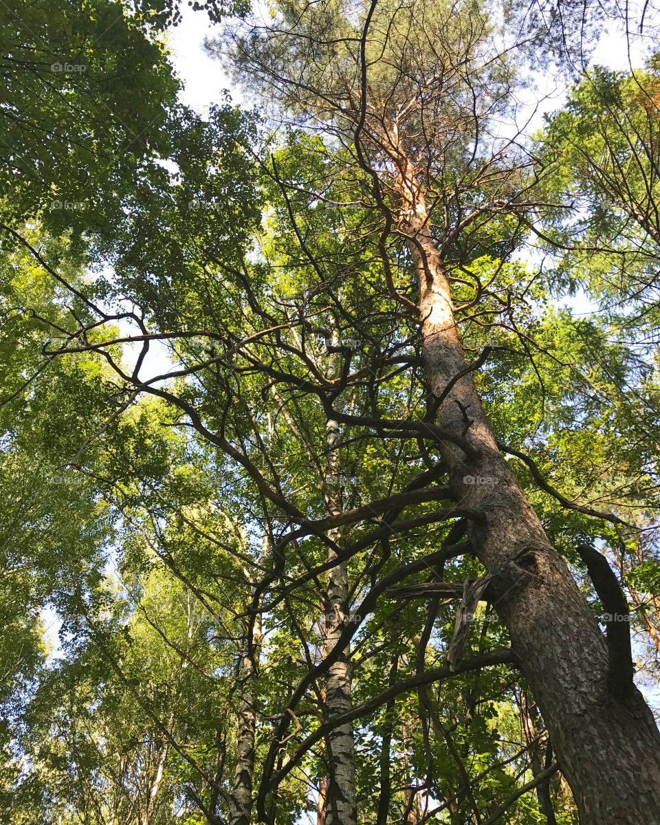 Tree, Wood, Leaf, Nature, Branch