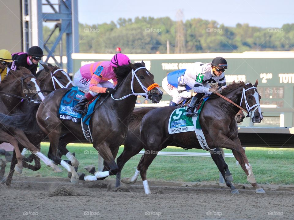The Cotillion Stakes. Take Charge Brandi leads the 3yr-old fillies into the first turn filled by Calamity Kate. The Cotillion stakes .