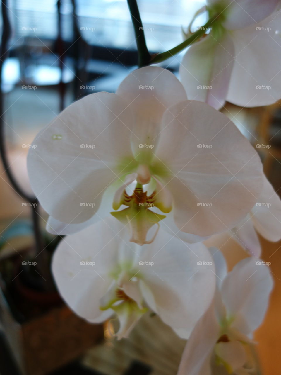 flower in the living room