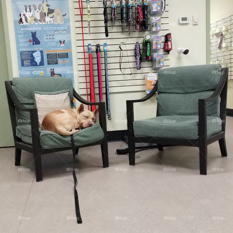 Rescue dog asleep on chair at animal shelter