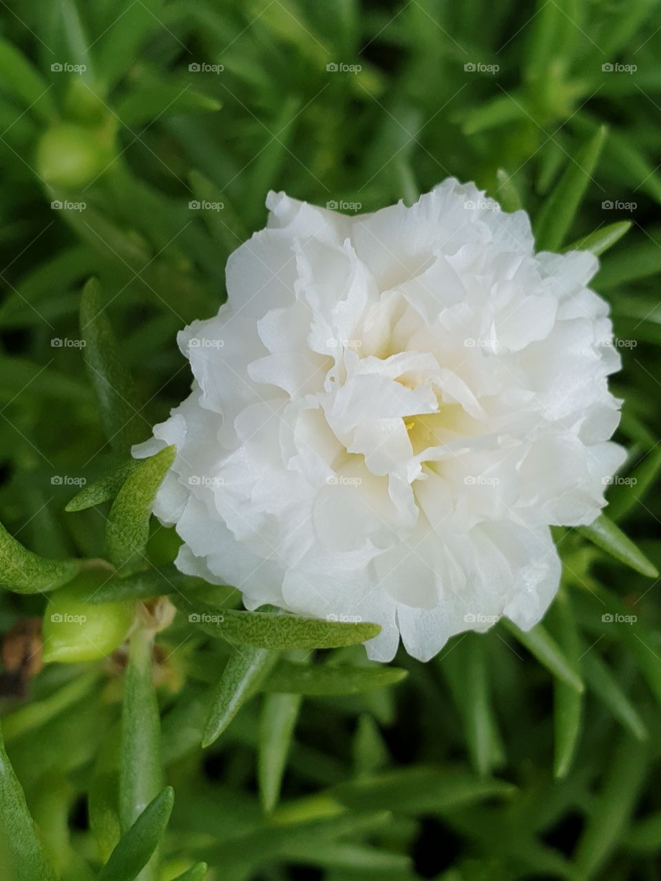 the portulaca grandiflora